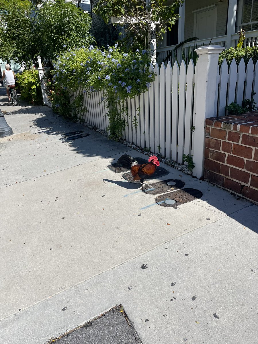 MyersKurt's tweet photo. Key West https://t.co/1AZOUIgoAK