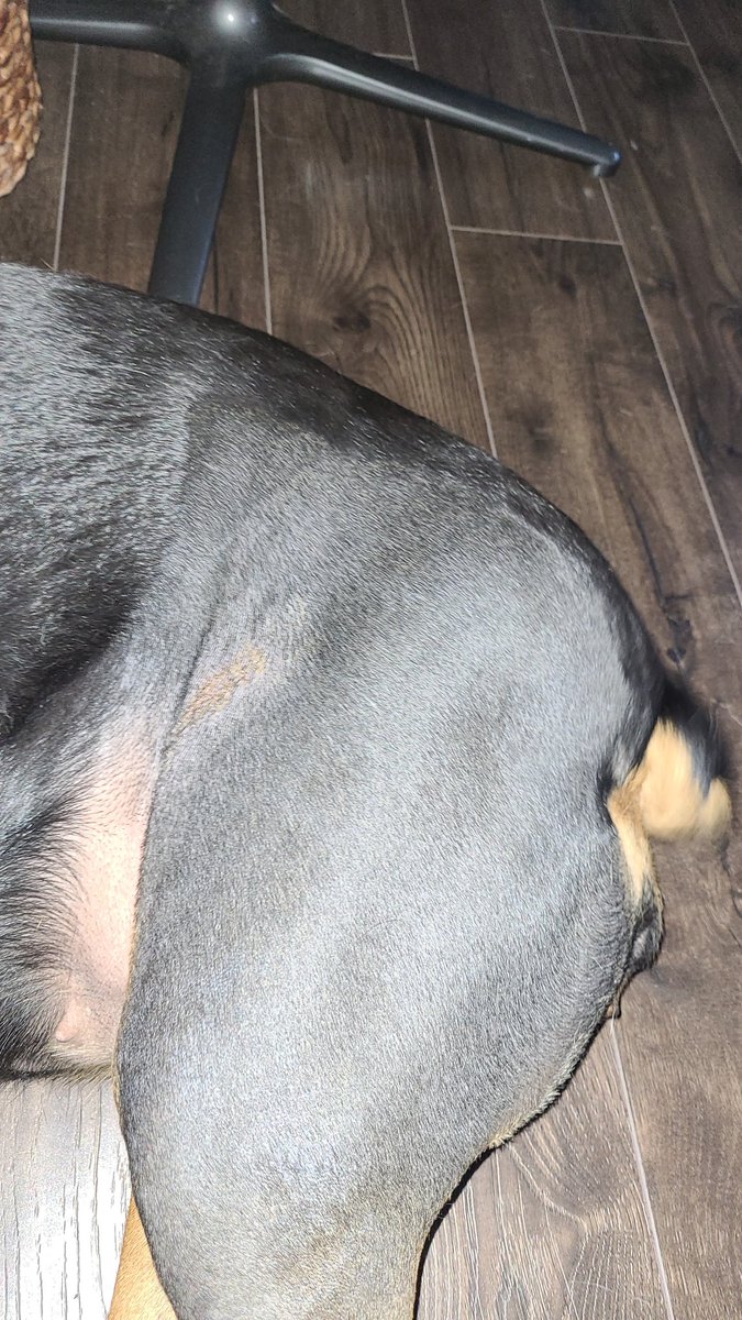 thereal16482192's tweet image. Well pals Mum says
"One done and more too come"
Me no knows whats dat means but it now be week two of me recobwry
Me fur be grows back and me incision barely notice. Mum says me can go for three 5 min short walkies now... oh and no mores
Cone of shame...😁😁😊