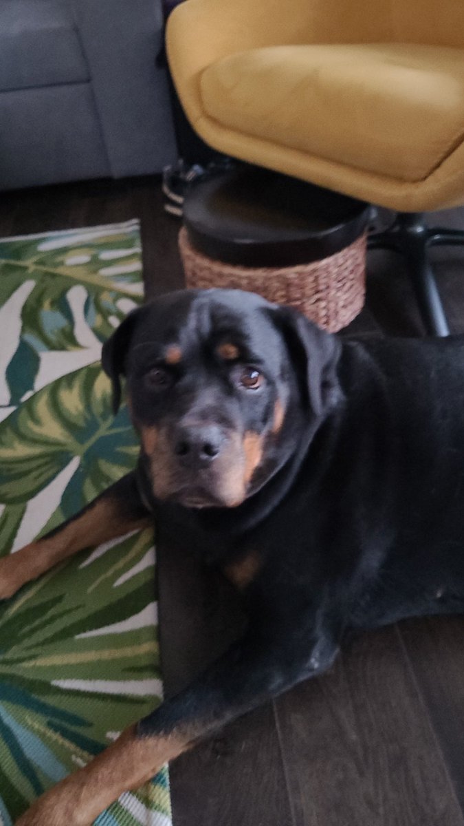 thereal16482192's tweet image. Well pals Mum says
"One done and more too come"
Me no knows whats dat means but it now be week two of me recobwry
Me fur be grows back and me incision barely notice. Mum says me can go for three 5 min short walkies now... oh and no mores
Cone of shame...😁😁😊