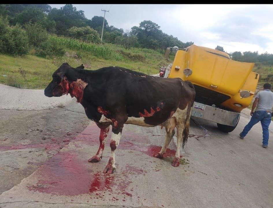 sereslibres_mx's tweet photo. 24 hrs llevan estos animales SIN QUE LAS AUTORIDADES HAYAN HECHO ALGO PARA ATENDERLOS 
Exigimos al @GobTlaxcala con URGENCIA 🚨 atiendan esto. Municipio de Sanctorum de Lazaro nefasto su actuar ⚠️ https://t.co/pOIJW3CRaN