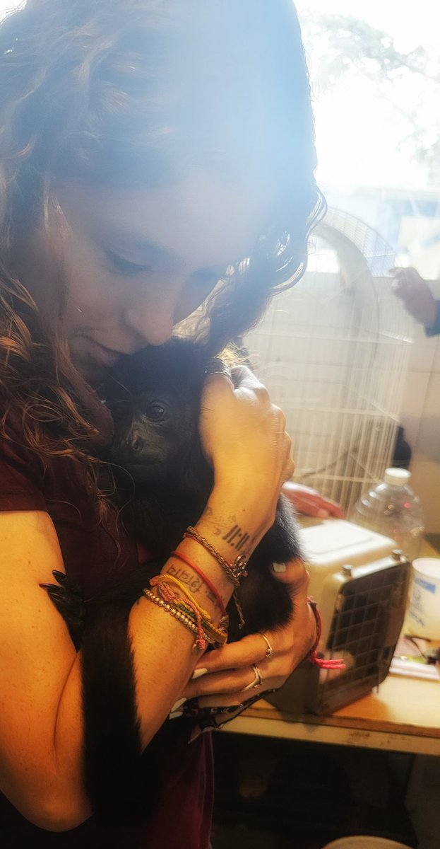 rbksokol's tweet image. Hoy gracias al rescate de #BrigadaDeVigilanciaAnimal este Mono Saraguato se encuentra
a salvo y bajo los mejores cuidados de médicos veterinarios especialistas en el tema.

Gracias por el apoyo al #ZoológicoDeChapultepec 🐵🙏

No compren animales! ❌️
Ellos merecen ser libres !