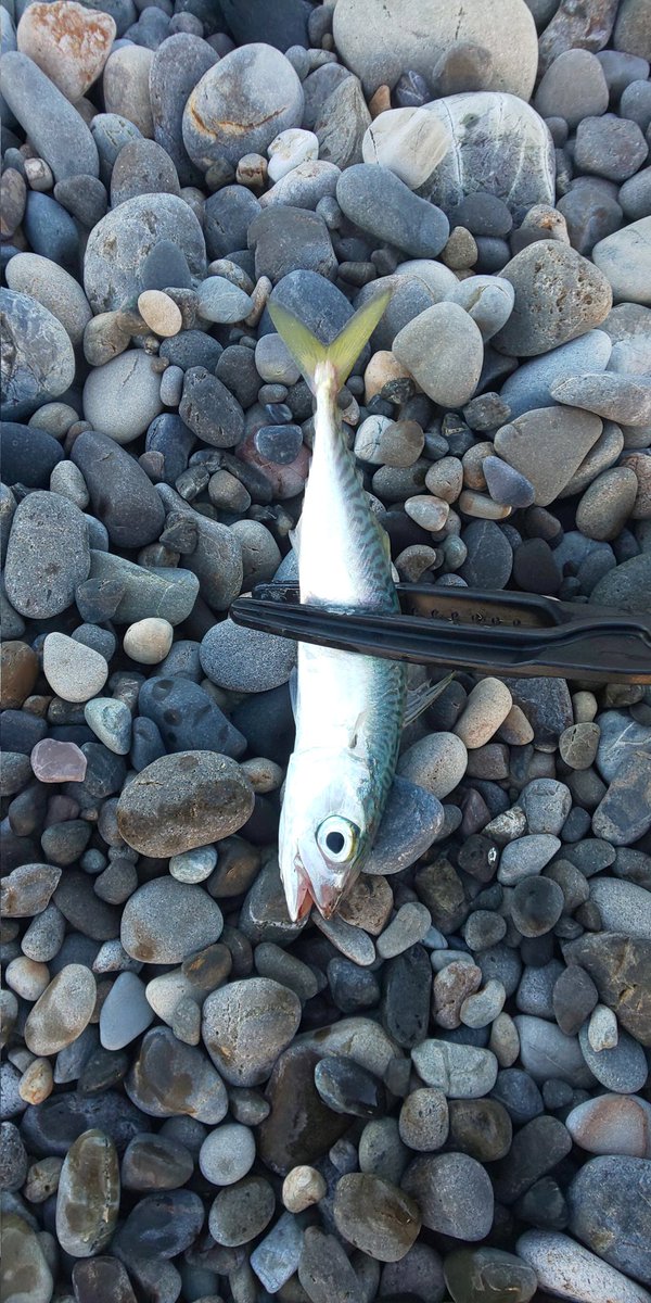 kenji00472007's tweet photo. 何ヵ月ぶりかわからんぐらい久しぶりの釣り😇
サバとカマスばっか🤣 https://t.co/4vBtGDmuOU
