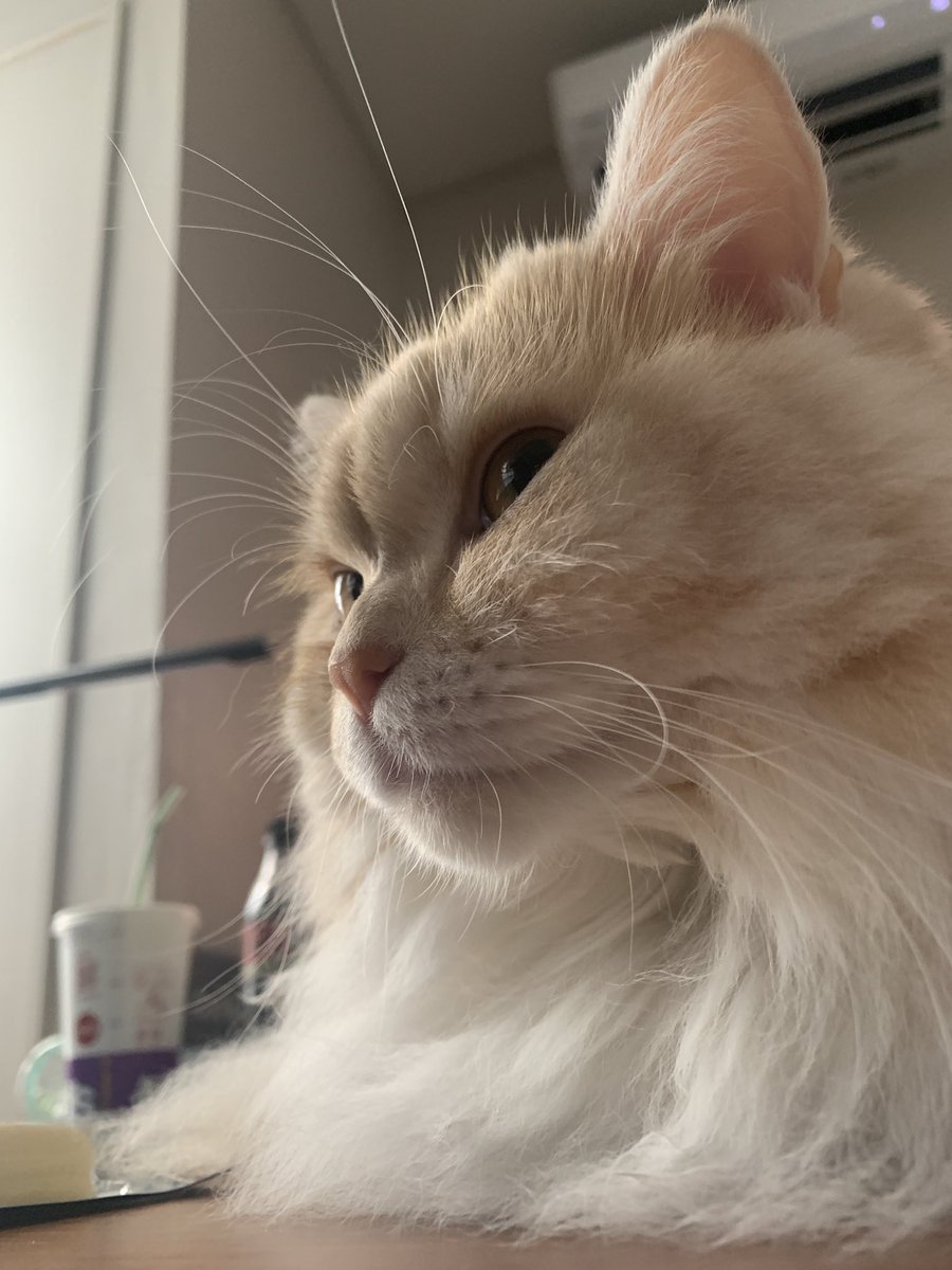 パッチ:「触覚がピンっれし。」
＃猫好きさんと繋がりたい 
＃猫のいる暮らし