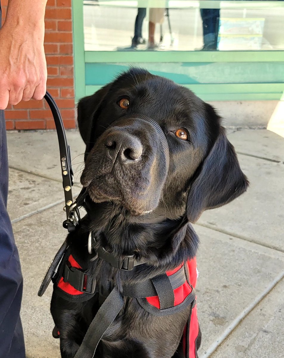 We are happy to announce a new member of our Canine Assisted Intervention Team <a href="/OttawaPolice/">Ottawa Police</a> Thanks to <a href="/NatlServiceDogs/">NationalServiceDogs</a> and <a href="/WoundWarriorCA/">Wounded Warriors CAN</a> for your kind donation and work to make this a reality.  #facilitydogs #wellness #mentalhealthmatters