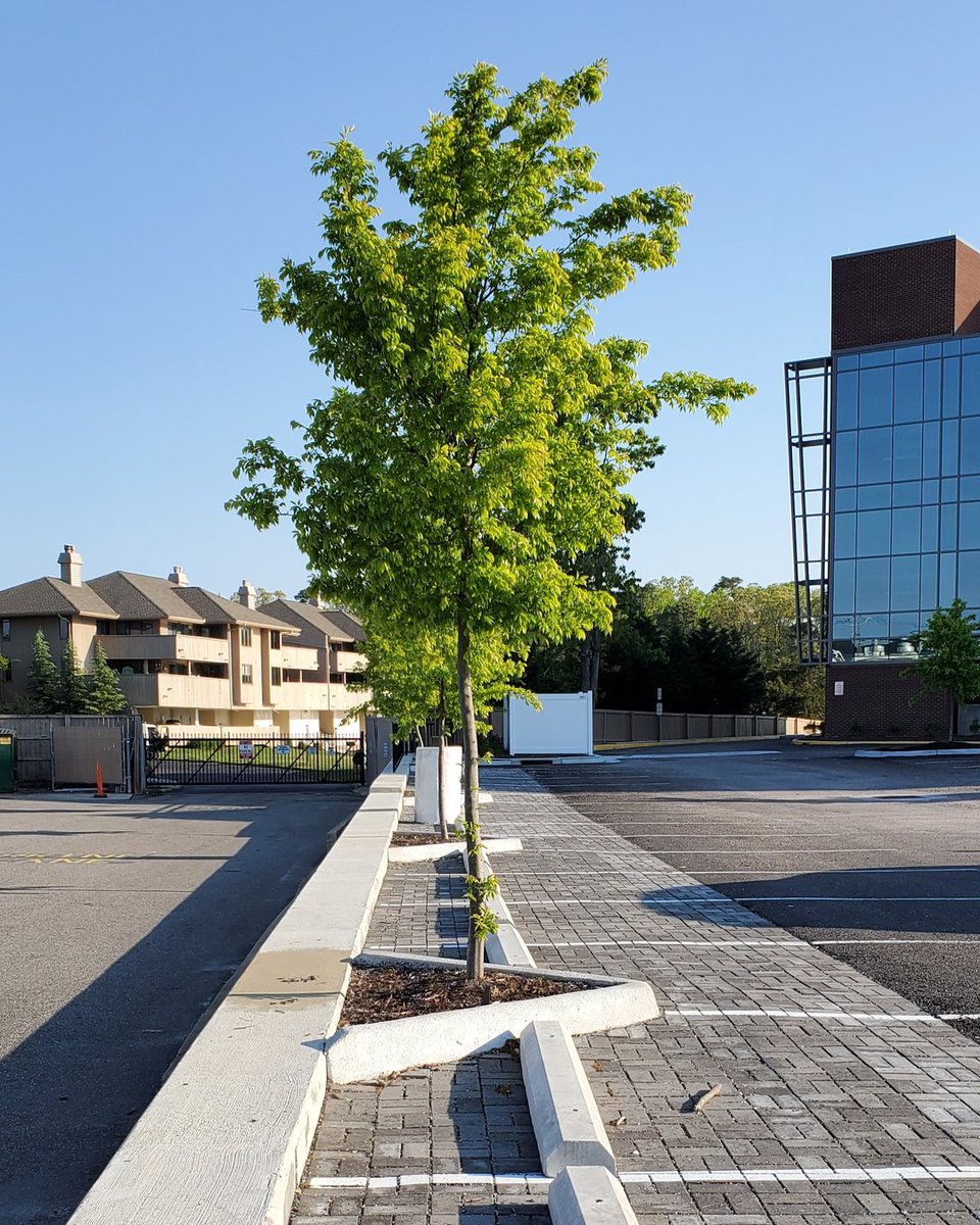 Revolutionizing parking lots for a cleaner world! This CBPA site, a brainchild of WPL in collaboration with Lynnhaven River NOW, showcases ingenious design. It seamlessly integrates a 200-foot shoreline with a modern parking lot, meeting stormwater regulations and landscape stand