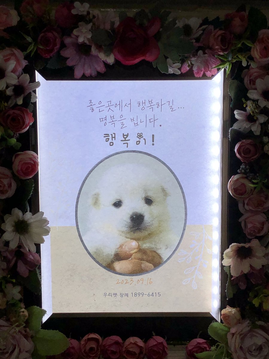 Hyeyounkim3's tweet photo. 정말 감사합니다 죄송합니다 
결국 15일 어제까지 내드려야하는데 170이 부족합니다 

새벽에 애기장례도 임보집에서 다녀오시고 그비용도 내드려야하고 ㅠ
오늘까지 170은무조건 내야하는데
소액 3처넌 나눔이 큰 도움이 되요 ㅜ

국민 엔젤프로젝트 469937 04 008881 소액 https://t.co/m4N1ICxVPg