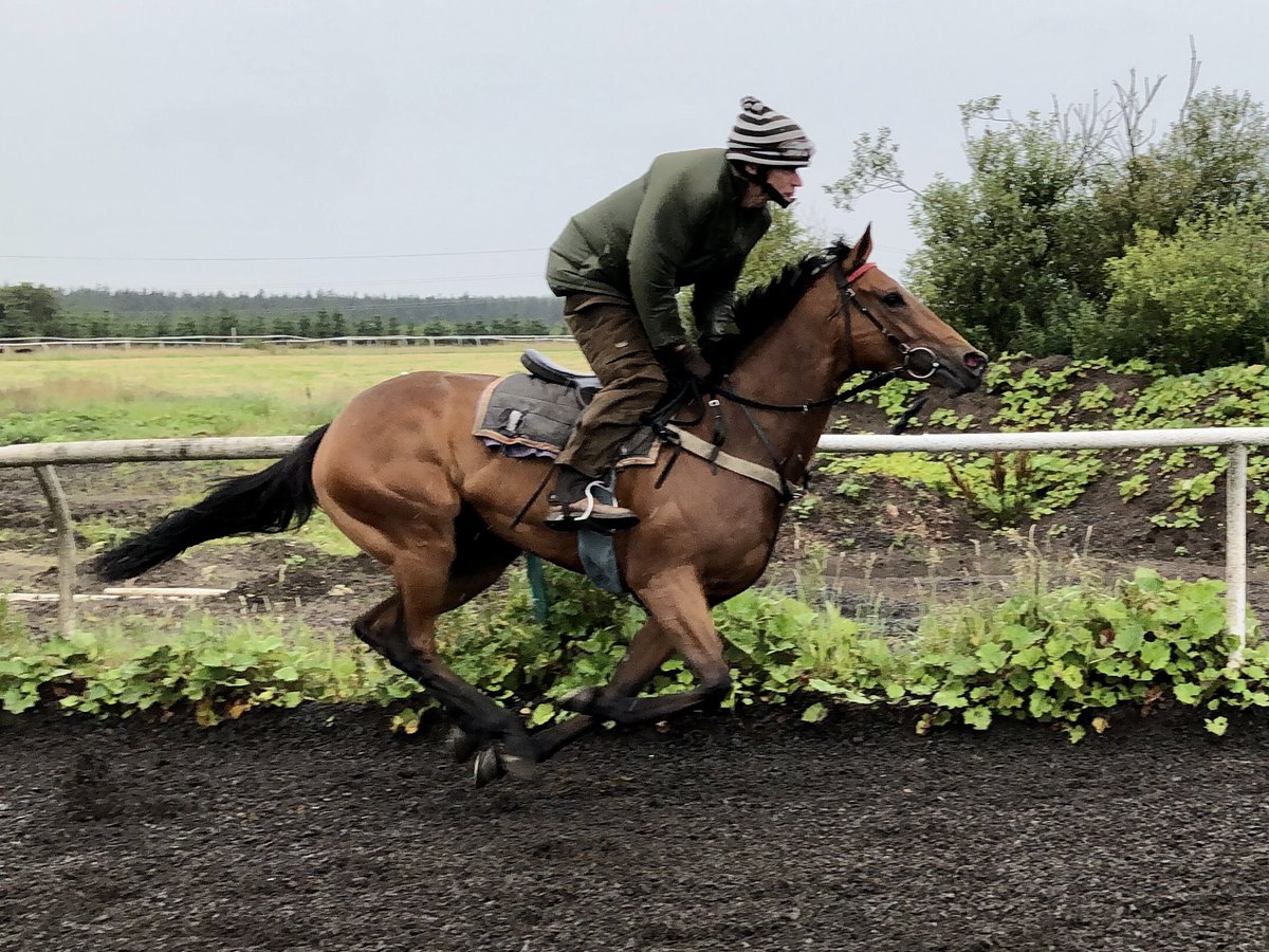 We’re @MusselburghRace with the unlucky @SummerstormBlo1 mare Cosa Sara(pictured), Bobby Shaftoe & Bonito Cavalo, Mark Winn & @PMulrennan ride! @DoncasterRaces @JDeltaRacing’s Call Me Ginger’s defending his Portland crown, @amie_waugh90 rides!