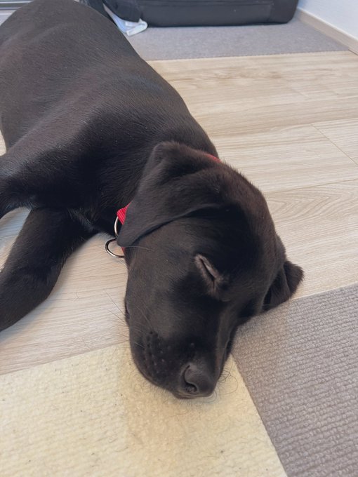 これはパピーパーティーで大暴れして満足な犬です 