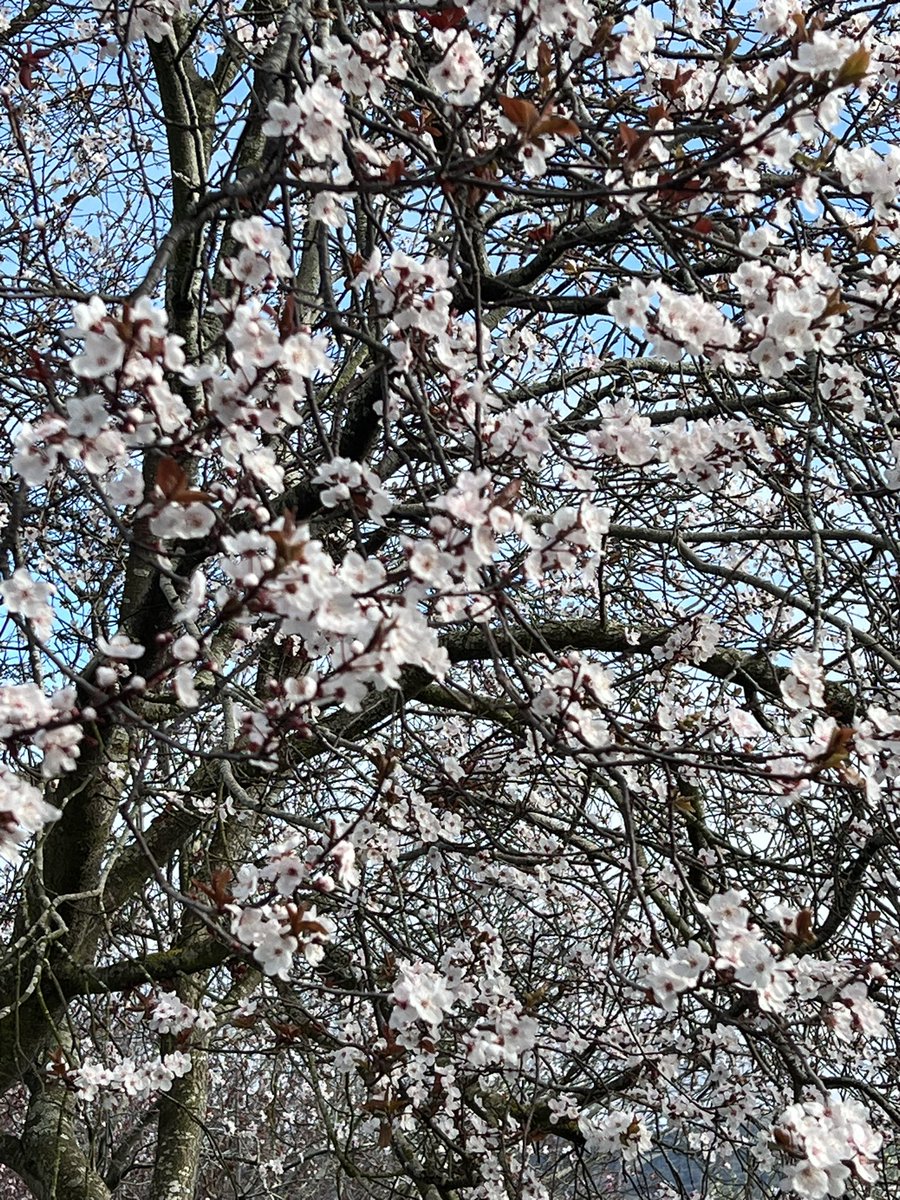 Spring has arrived in Dunedin the plum trees are in blossom. The bees are happy and those of us with colds are looking forward to some summer heat!!