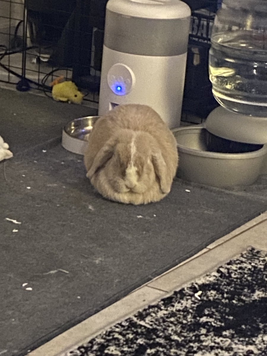 1BeautyMichelle's tweet image. I think my cinny is a 10 out of 10 for loafing…#loaf #breadloaf