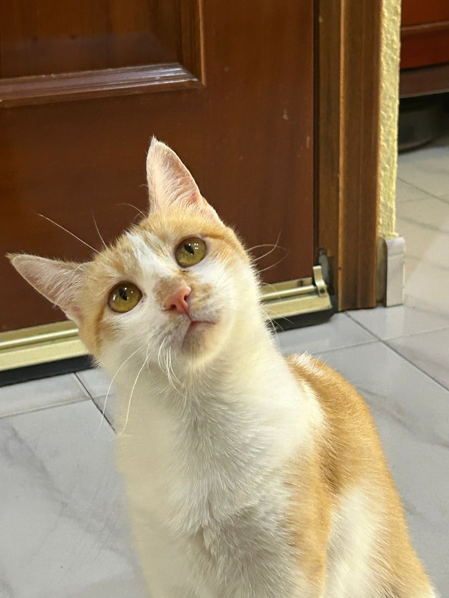 Solopar53137293's tweet photo. #Adopcio #Urgent Lily, gateta de 2 anys aprox Necessita urgentment  adopció. Positiva a Leucèmia (assimptomática). Lily és afectuosa i juganera, ha de ser animal únic, no apta amb gats i gossos Contacte per DM amb mi. POT ViATJAR! #XarxaBarcelonaAdopcions #XarxaCatalunyaAdopcions https://t.co/lEQh2126qb