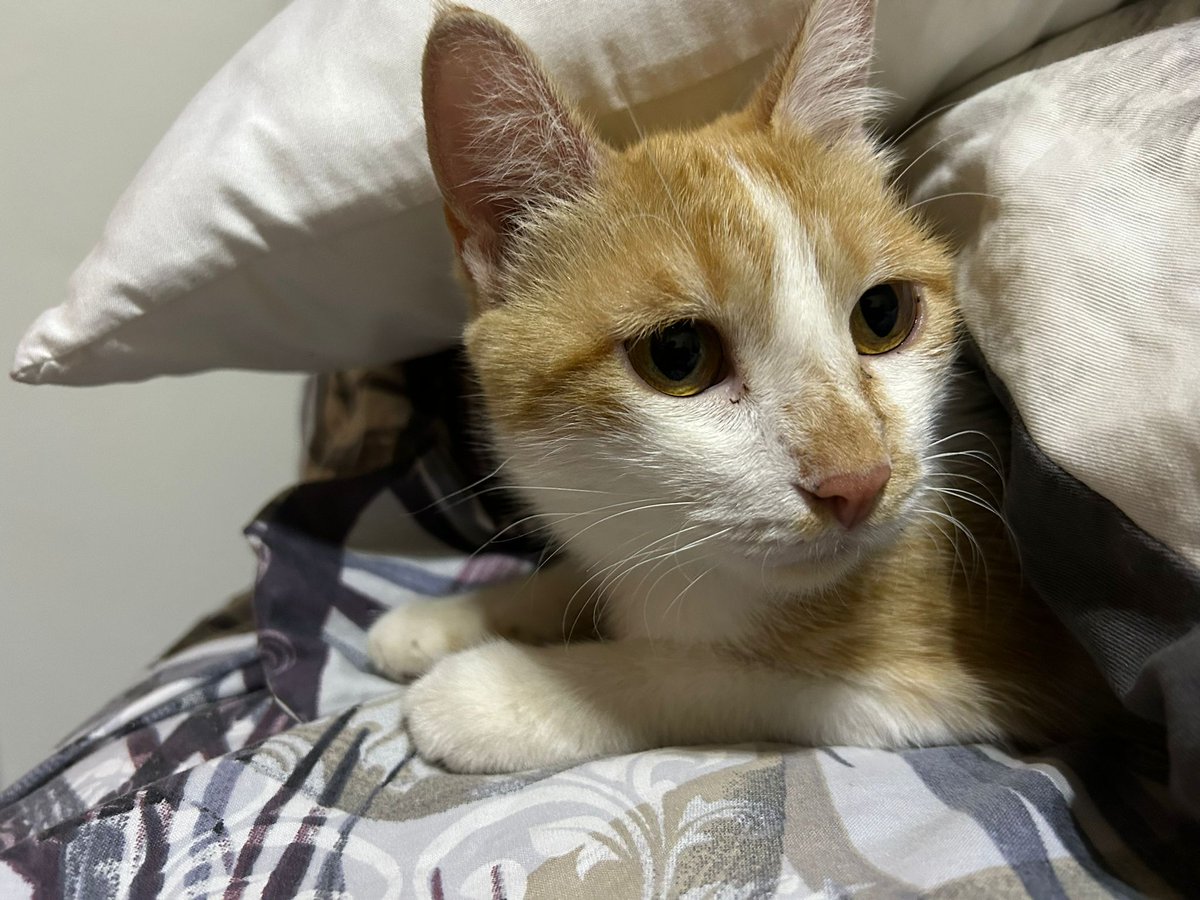 Solopar53137293's tweet photo. #Adopcio #Urgent Lily, gateta de 2 anys aprox Necessita urgentment  adopció. Positiva a Leucèmia (assimptomática). Lily és afectuosa i juganera, ha de ser animal únic, no apta amb gats i gossos Contacte per DM amb mi. POT ViATJAR! #XarxaBarcelonaAdopcions #XarxaCatalunyaAdopcions https://t.co/lEQh2126qb