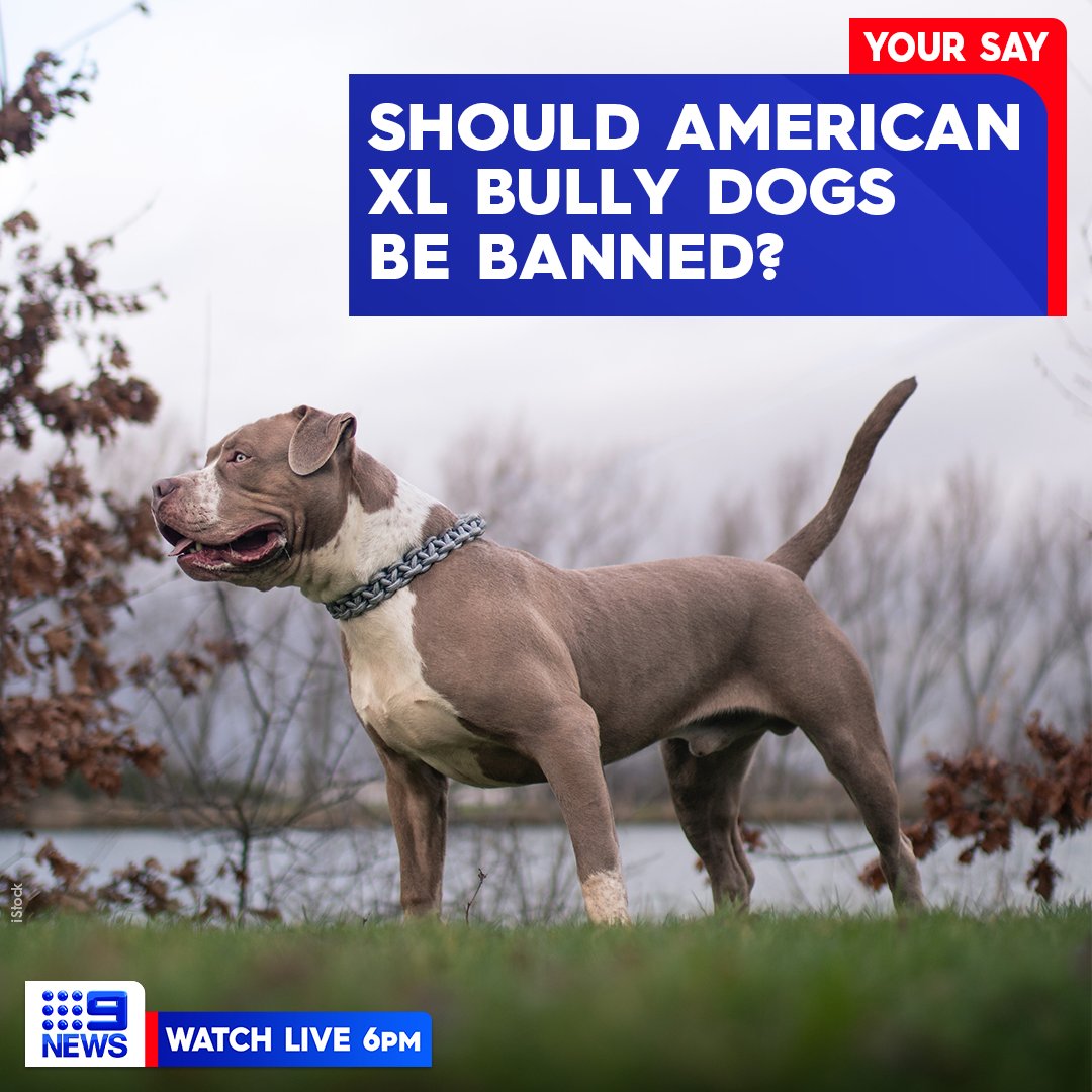 No Next Question on X: American XL Bully dogs will be officially