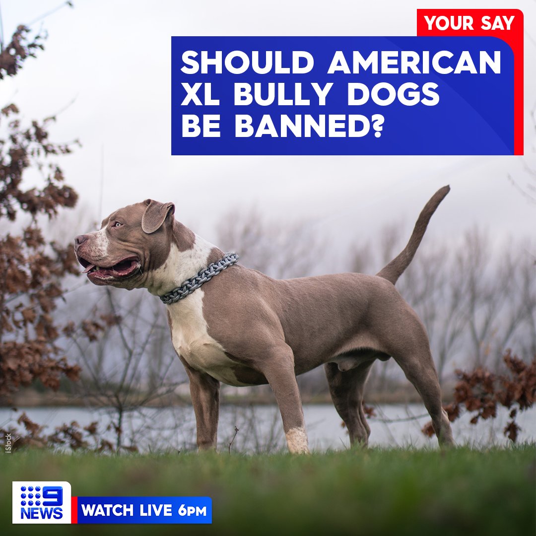 What is an American XL bully and why are they being banned?