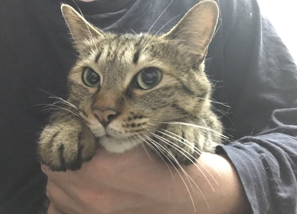 消化管腫瘍と転移で緩和ケアをしてた次男坊猫・時雉が、本日11時45分頃に永眠しました。

幼猫から唯一巣立つことなく共に生きた、私の子供のような存在でした。

時雉を見守って下さり、祈って下さった皆様。ありがとうございました。
明日の午後にお別れ、その後に我が家の護り猫に加わる予定です。