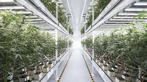 IFilmFeatures's tweet photo. The high Density Rack System from ***AmericanCannabisCompany*** is the state of the art indoor grow system.

If your a grower check it out: https://t.co/RyyphOyp4u

Investors and MJ supporters Buy $AMMJ anything under $.20 is a great buy
#CannabisStocks https://t.co/mAj5kCTmxG