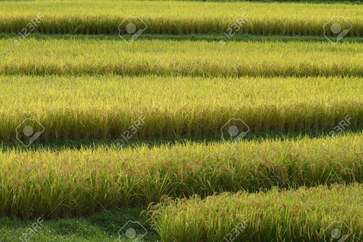 velvia100's tweet photo. Autumn terraced rice-fields
https://t.co/xN6ezppDeb
#Autumn #terracedricefield #ricepaddyfield #paddyfield #riceplant #yellow #nature #landscape #Japan https://t.co/NCAZTyWKQL