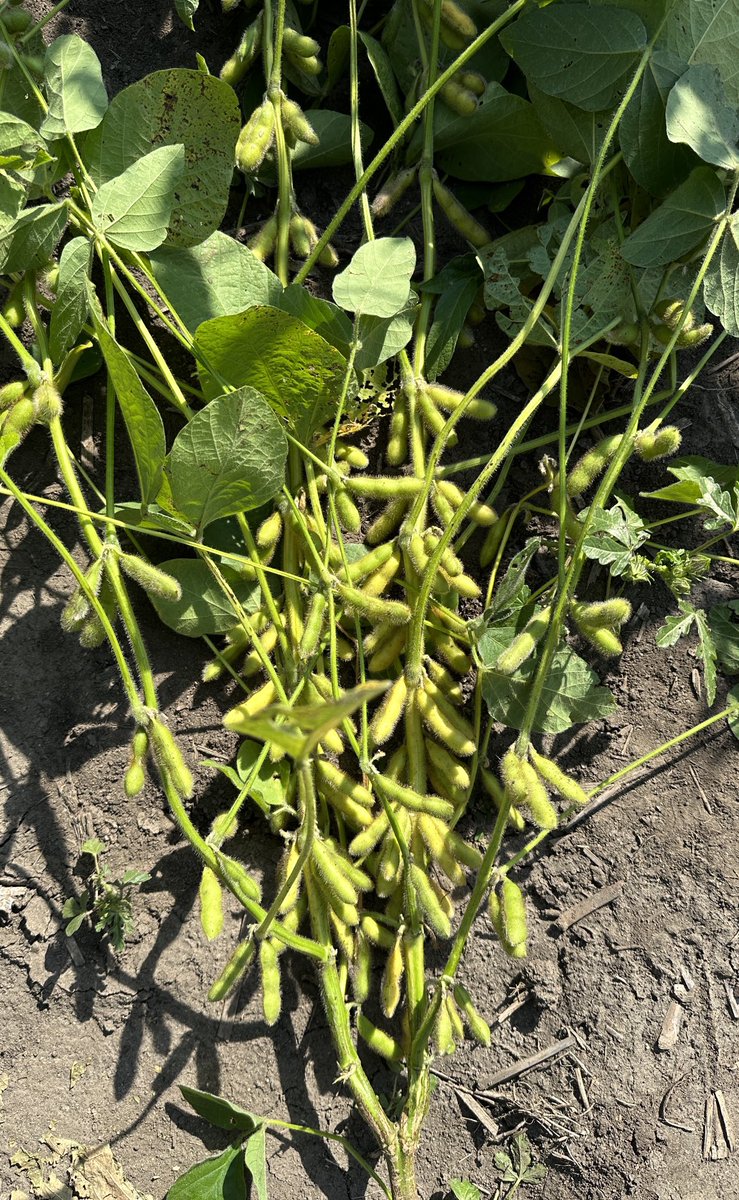 Asheesh Singh (@drsinghak) on Twitter photo IAS19C3 soybean variety from <a href="/Soynomics/">SinghSoybean</a> at <a href="/isuagronomy/">Iowa State Agronomy</a> developed from support by <a href="/IowaSoybeans/">IowaSoybeans</a> <a href="/UnitedSoy/">United Soybean Board</a> <a href="/USDA/">Dept. of Agriculture</a> <a href="/iastate_cals/">ISU College of Agriculture and Life Sciences</a> . High yield and high protein variety that has shown good performance and uptake! IAS19C3 soybean variety from <a href="/Soynomics/">SinghSoybean</a> at <a href="/isuagronomy/">Iowa State Agronomy</a> developed from support by <a href="/IowaSoybeans/">IowaSoybeans</a> <a href="/UnitedSoy/">United Soybean Board</a> <a href="/USDA/">Dept. of Agriculture</a> <a href="/iastate_cals/">ISU College of Agriculture and Life Sciences</a> . High yield and high protein variety that has shown good performance and uptake!