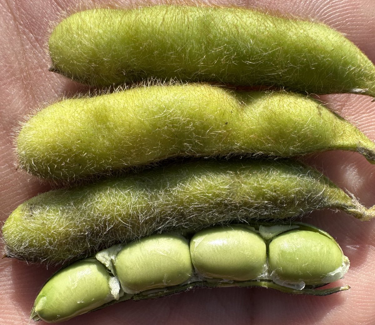 Asheesh Singh tweet media