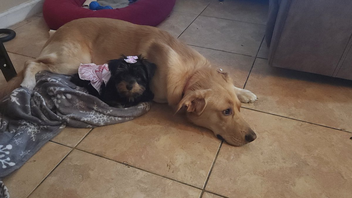 pillyqo's tweet photo. @OfficialOPLive your finally BACK. Watching with my big brother. He missed you too but he a sleepy head. Ready set go! Mommy said I can stay up  tonight long as I don't eat my bow AGAIN (bow #17). @OPLiveyes #oplive https://t.co/SXTcTTgG5b