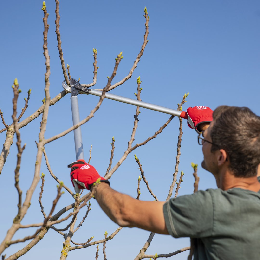 FELCO_tools's tweet image. The #FELCO 231 lopper is safe and sturdy to use. It achieves 65% more power due to its clever construction so you can undertake intensive pruning sessions with minimum muscle stress.
#FELCOlovers #loppers #pruning
#plants #maintenance #arborist #greenfingers #tree
