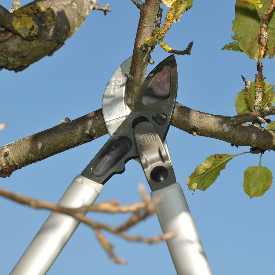 FELCO_tools's tweet image. The #FELCO 231 lopper is safe and sturdy to use. It achieves 65% more power due to its clever construction so you can undertake intensive pruning sessions with minimum muscle stress.
#FELCOlovers #loppers #pruning
#plants #maintenance #arborist #greenfingers #tree