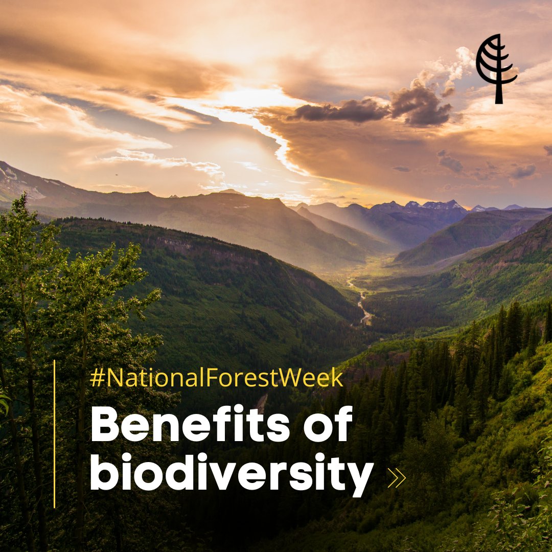 CIF_IFC's tweet photo. #NationalForestWeek #DYK? Biodiversity supports and connects us all. From food, clean water and air to medicine and shelter, biodiversity is essential to our survival and serves as the thread of life. 🌿✨ https://t.co/PEkSfLkSCC