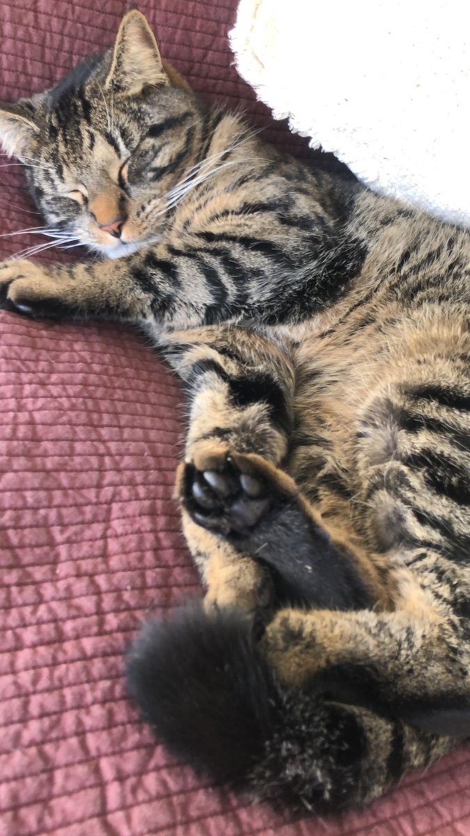 Fee555's tweet photo. @ShouldHaveCat Murphy ☘️ https://t.co/Po9DbtFMn6