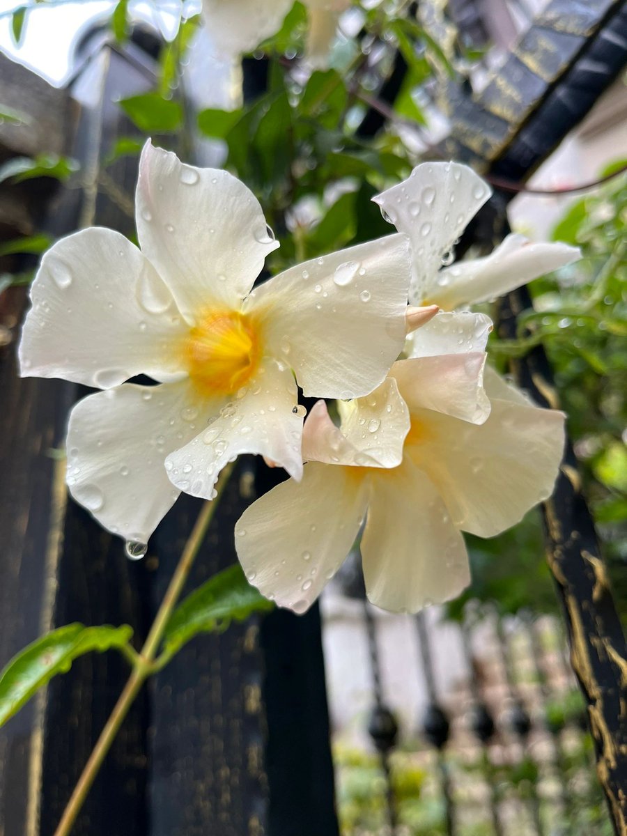 alerixel's tweet image. After the heavy rain, the flowers bloomed beautifully in the courtyard.😀