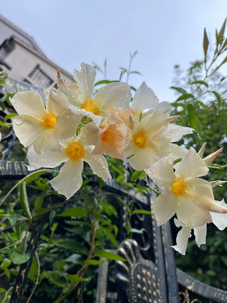 alerixel's tweet image. After the heavy rain, the flowers bloomed beautifully in the courtyard.😀