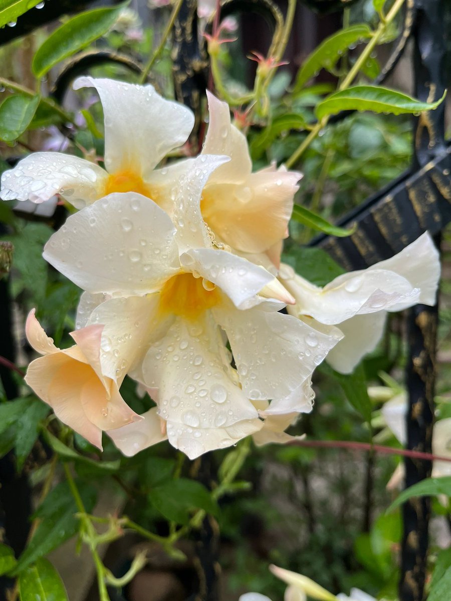 alerixel's tweet image. After the heavy rain, the flowers bloomed beautifully in the courtyard.😀