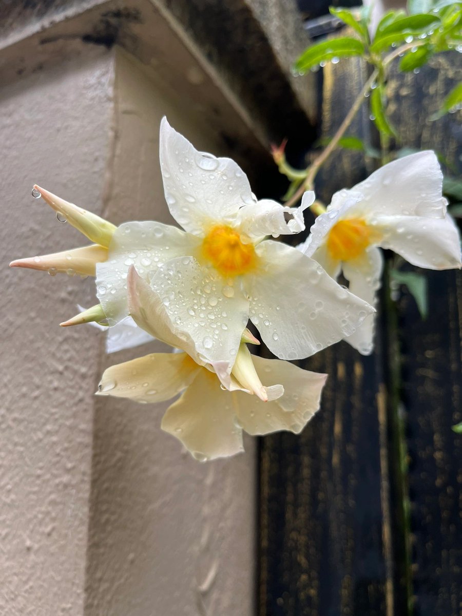 alerixel's tweet image. After the heavy rain, the flowers bloomed beautifully in the courtyard.😀