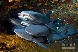 ExperimentShark's tweet photo. Fun Shark Fact Friday: Nurse sharks like to cuddle together and get into big shark cuddle parties of up to 40 other nursing sharks. Its great to see another shark who likes to cuddle.
#Vtuber #FunSharkFacts #YaySharkLove #LetsAllGetInABigSharkCuddle #Sharks #boop https://t.co/P4P9mCGF21