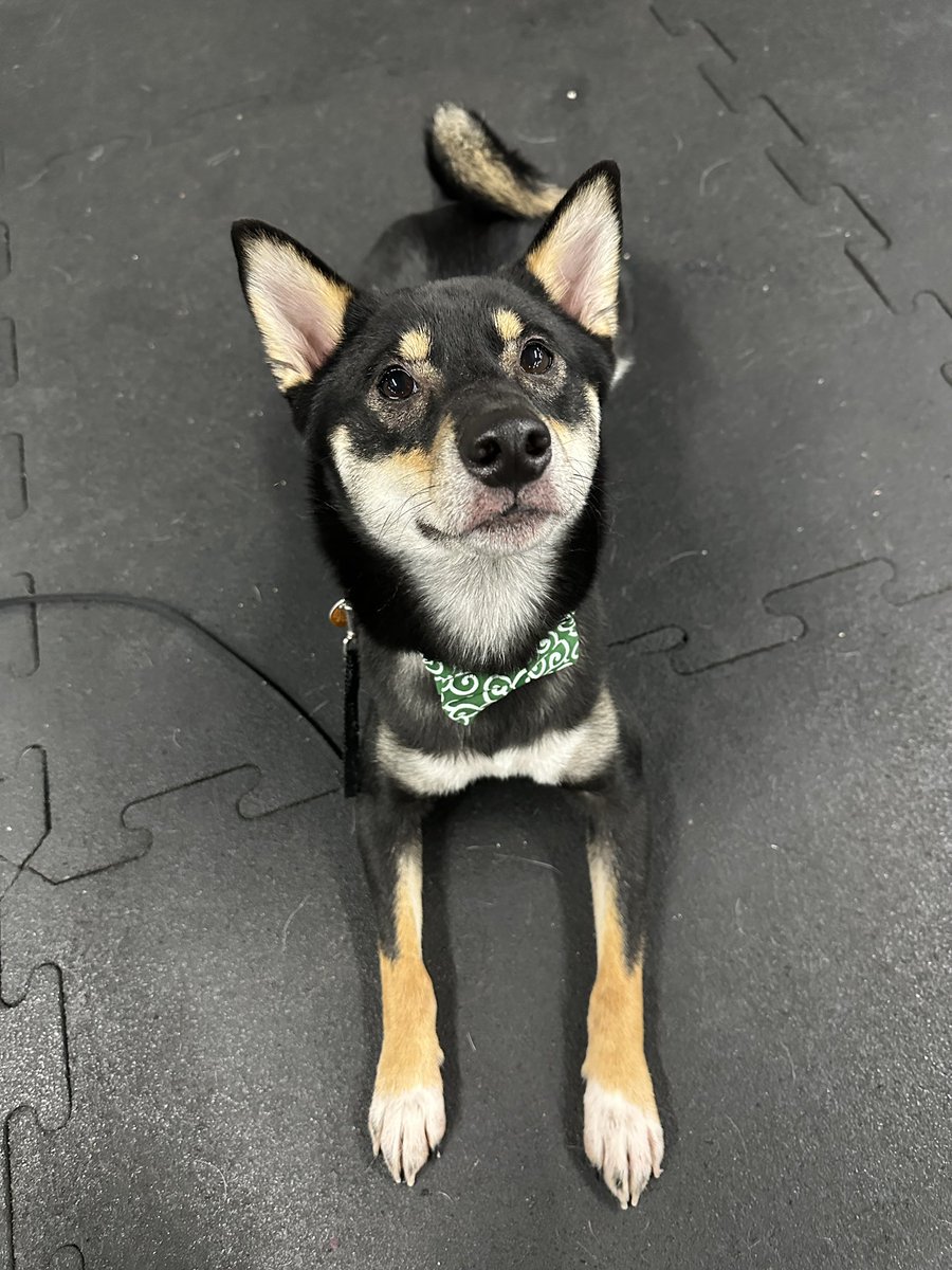 愛犬: 悟空、本日で2歳になりました。
愛おしすぎて目が離せません🥺
個性的すぎて笑かしてきたりもしますが。笑

#柴犬
#柴犬のいる暮らし
#黒柴