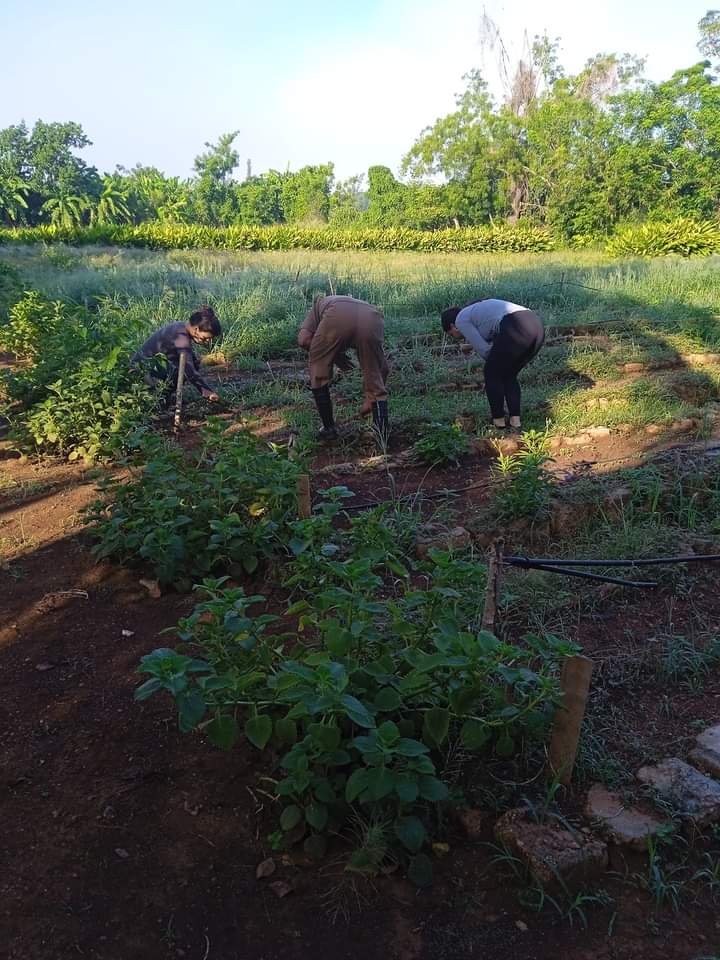 NereidaCrdenas5's tweet photo. 🇨🇺...tenemos que buscar alternativas para llevar a la mesa lo que necesitamos con nuestro propio esfuerzo...sembrar para cosechar,premisa para cambiar de labor en los centros de trabajo de #PedroBetancourtEnVictoria
#SiempreConElPueblo
#SSAN https://t.co/Vz7q9le0gw