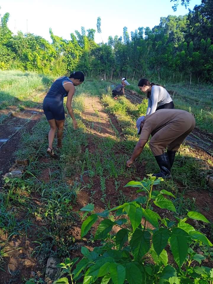 NereidaCrdenas5's tweet photo. 🇨🇺...tenemos que buscar alternativas para llevar a la mesa lo que necesitamos con nuestro propio esfuerzo...sembrar para cosechar,premisa para cambiar de labor en los centros de trabajo de #PedroBetancourtEnVictoria
#SiempreConElPueblo
#SSAN https://t.co/Vz7q9le0gw