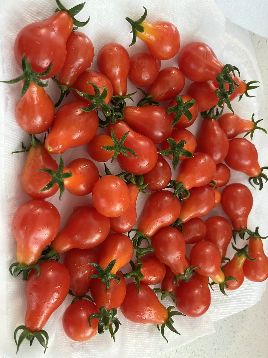Another great harvest <a href="/westcoastseeds/">West Coast Seeds</a> sakura gold nugget purple bumblebee black cherry and this random pear shaped tomato and enjoying <a href="/lfngwine/">Laughing Stock Vyds</a> portfolio #urbangarden #garden #tomatoharvest #tomatoes🍅 #fruits #vegetables #harvest #growyourownfood