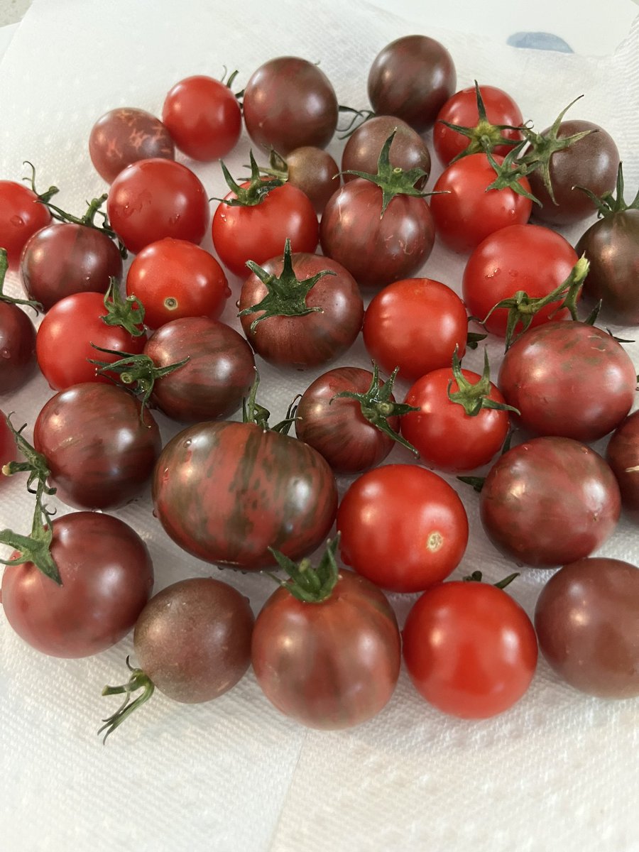 DrewMandaStyle's tweet photo. Another great harvest @westcoastseeds sakura gold nugget purple bumblebee black cherry and this random pear shaped tomato and enjoying @lfngwine portfolio #urbangarden #garden #tomatoharvest #tomatoes🍅 #fruits #vegetables #harvest #growyourownfood https://t.co/95hzXnuGwi