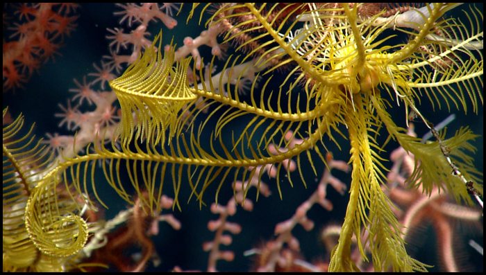 pbrooks111's tweet photo. We must let @USFWS &amp; @NOAA know that it’s more important than ever to protect ocean habitats. Thank you for joining us in the fight for a safer, healthier sea.

#30x30 @MonumentsForUSA

[8/8] https://t.co/ha06bR13z6