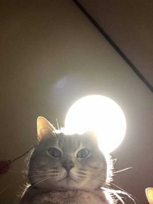 nocontextscats's tweet photo. Nobody:
My cat at 2am: https://t.co/Hsp0jLNQtP