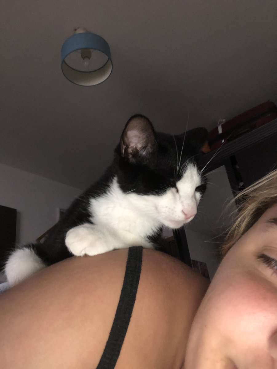 idkph's tweet photo. @chaosflacko @gatinarios Mds gémeo da minha polaris
(a terceira foto foi ela quando adotámos que era bem bebezinha mesmo e a quarta é agora que ela ta grávida) 

Ps.: sim ela ficou grávida cedo porque um dos meus gatos ainda não pode ser castrado por problemas que teve e quando fez 6/7 meses aconteceu’-‘ https://t.co/fw8jaTeXCr