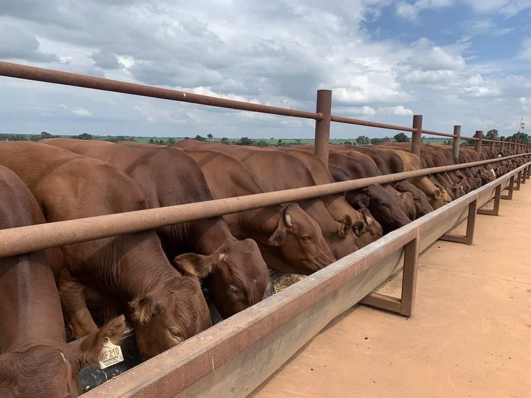 Wenceslous Nyamupfukudza tweet media