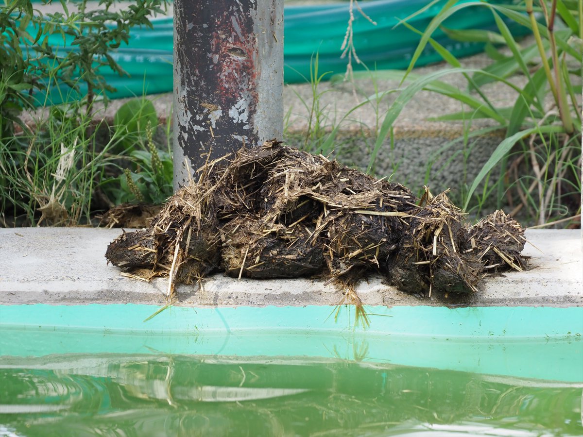 kyotoshidoubut1's tweet photo. 尾を振っているところを見かけたら、水面に注目してください。糞の繊維を確認することができるはず。たまに、プールの縁にしていることもあります。
#京都市動物園 #kyotocityzoo #カバ #尾 #まき糞 #習性 #ツグミ #メス #36歳 #hippopotamus #tail #spreadfeces #habits #tsugumi #female #age36 https://t.co/dNDUjnxiqC