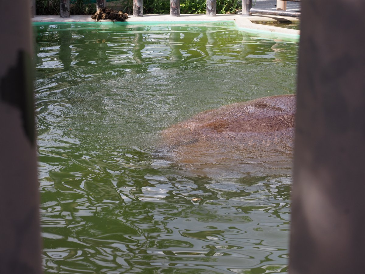 kyotoshidoubut1's tweet photo. 尾を振っているところを見かけたら、水面に注目してください。糞の繊維を確認することができるはず。たまに、プールの縁にしていることもあります。
#京都市動物園 #kyotocityzoo #カバ #尾 #まき糞 #習性 #ツグミ #メス #36歳 #hippopotamus #tail #spreadfeces #habits #tsugumi #female #age36 https://t.co/dNDUjnxiqC