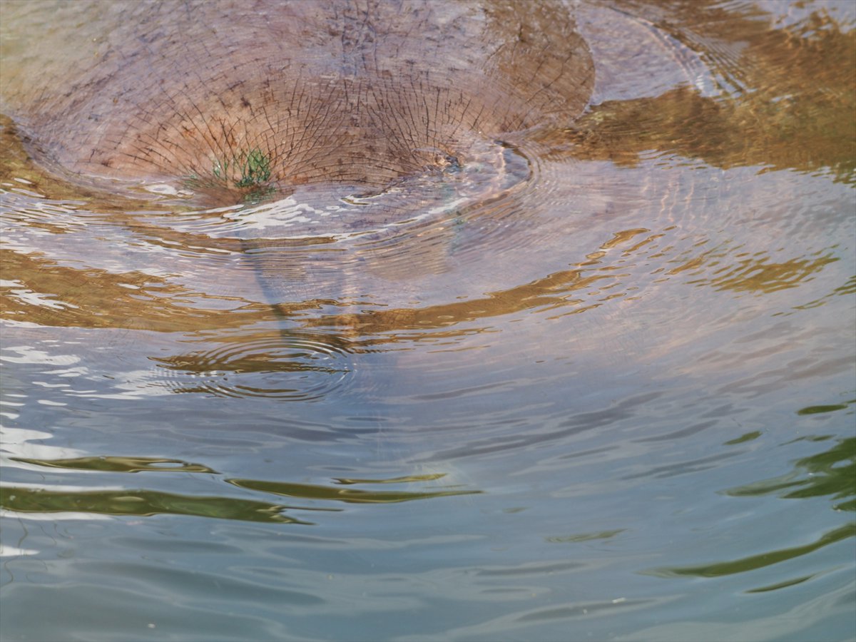 kyotoshidoubut1's tweet photo. 尾を振っているところを見かけたら、水面に注目してください。糞の繊維を確認することができるはず。たまに、プールの縁にしていることもあります。
#京都市動物園 #kyotocityzoo #カバ #尾 #まき糞 #習性 #ツグミ #メス #36歳 #hippopotamus #tail #spreadfeces #habits #tsugumi #female #age36 https://t.co/dNDUjnxiqC