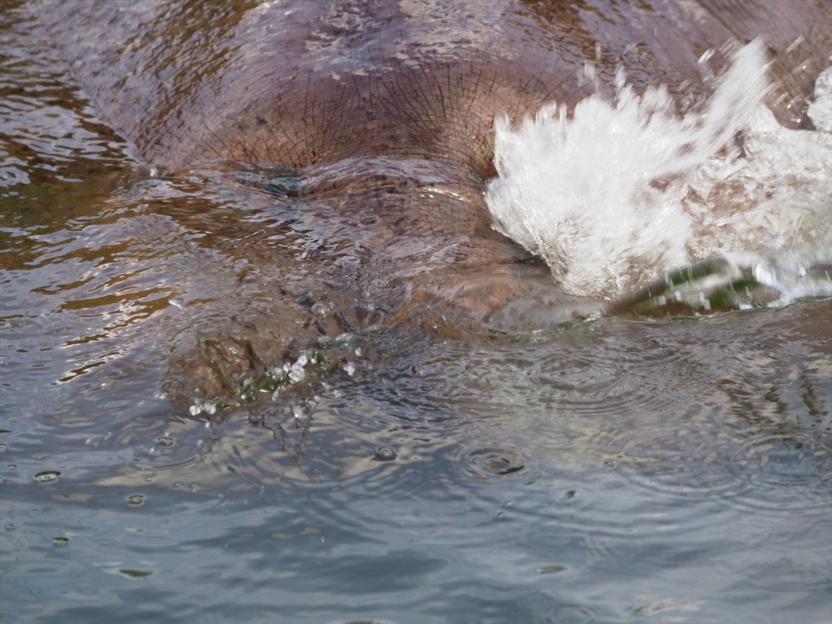 kyotoshidoubut1's tweet photo. 尾を振っているところを見かけたら、水面に注目してください。糞の繊維を確認することができるはず。たまに、プールの縁にしていることもあります。
#京都市動物園 #kyotocityzoo #カバ #尾 #まき糞 #習性 #ツグミ #メス #36歳 #hippopotamus #tail #spreadfeces #habits #tsugumi #female #age36 https://t.co/dNDUjnxiqC