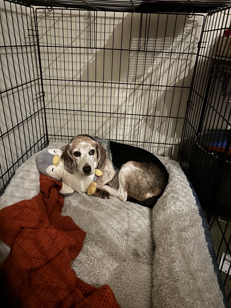 CarterRobey's tweet photo. @joeimel please help find my sisters dog! Her name is Maisey, she got off her lead and ran,  but she is old and very skittish!! Last seen near Kenton St/Scottsville rd and toward WKU. Please text/call 2705353809 https://t.co/Hpf8x7Qinb