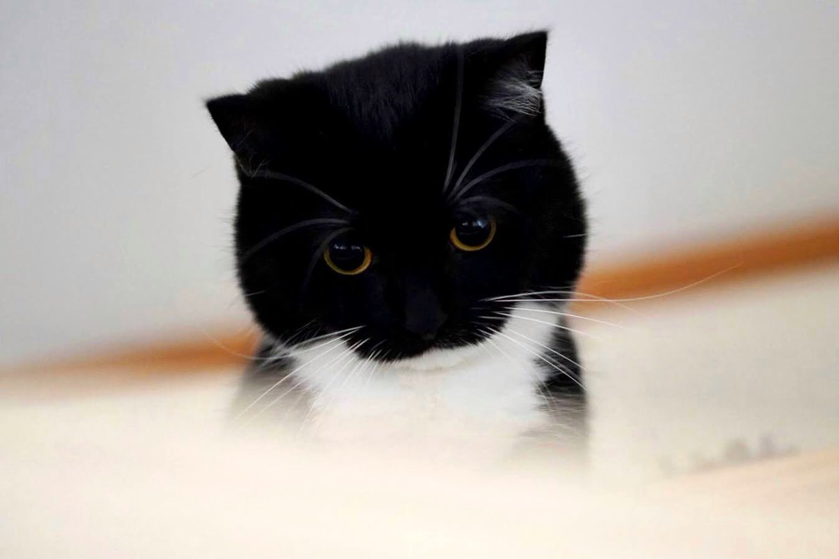 unicouniuni3's tweet photo. 丸っこくて可愛いね

So round so cute :3 https://t.co/WoDBhDrwk4