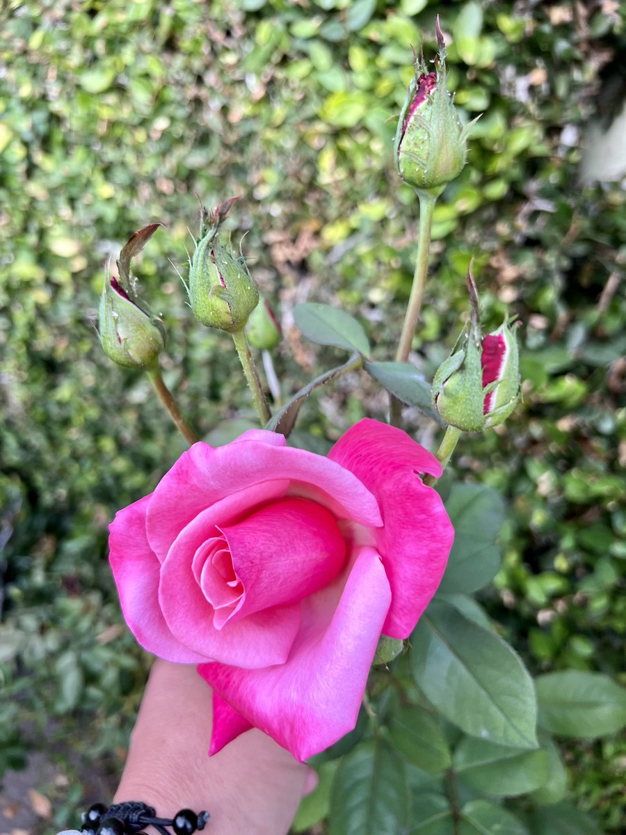 Christophechoo's tweet photo. Stop and smell the roses." ๐น๐น๐น and I did lol ๐
Remember, life's beauty often lies in the simplest of moments. ๐
#StopAndSmellTheRoses #RoseBloom #NatureLover #TakeAMoment #LifeInBloom ๐ธ๐๐น๐ฐ๏ธ https://t.co/UXvns5F9Ip