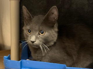 PetfindToronto's tweet photo. #BEECROFT RD #BOGERT Pls RT2unite #FOUND #CAT- 13-Sep-23 #Toronto Animal Services A959332 #NORTH 416-338-8723  GREY DMH M/?Age https://t.co/n6g9H5jvBa